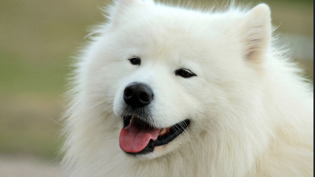 White Dog