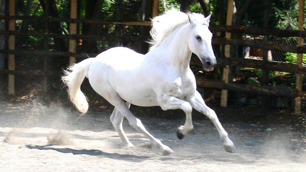 White Horse